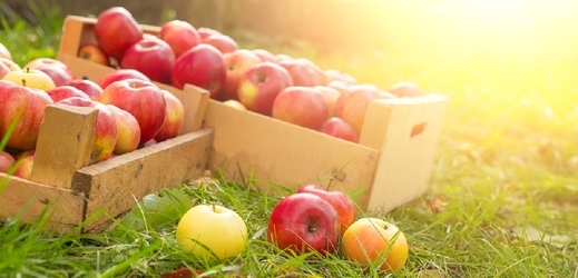 Letos se sklidí o 2 procenty víc jablek než loni (ilustrační foto).