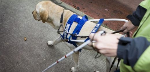 Ve Francii se cvičení slepeckých psů věnuje pouze 80 osob.