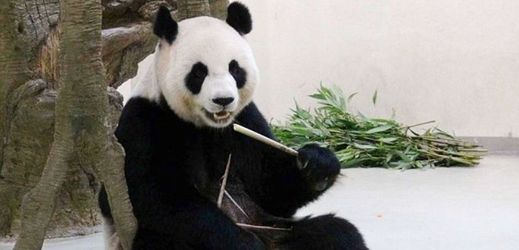 Panda z tchajwanské zoo přechytračila ošetřovatele.