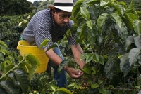 Sběr kávy na kolumbijské plantáži.